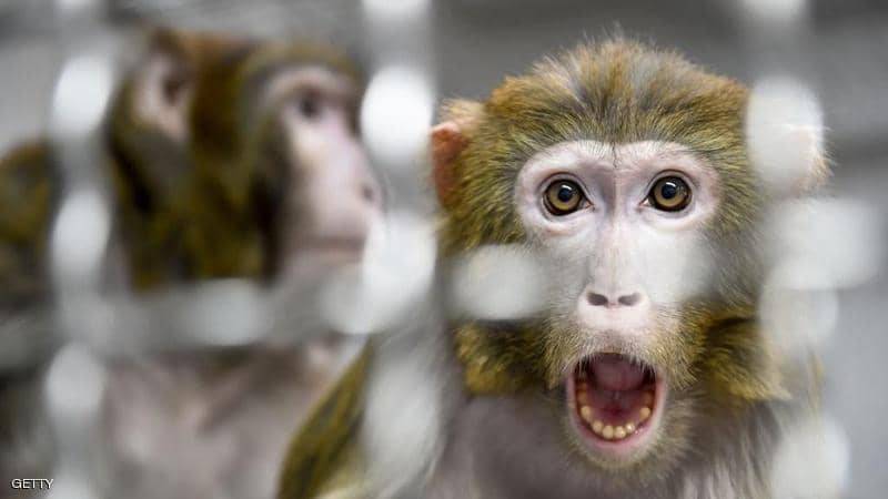 دراسة على القرود تكشف 