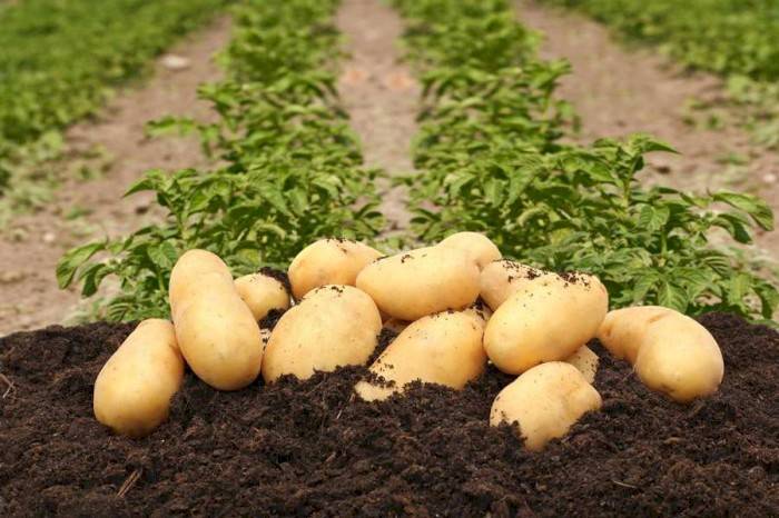 الترشيشي يدعو مزارعي البطاطا للتوقف عن البيع غدا
