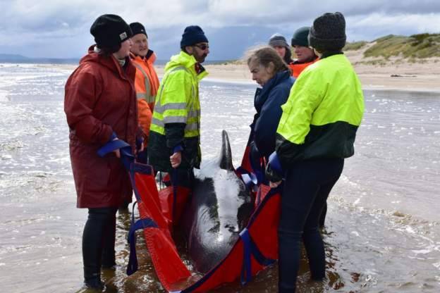 أستراليا.. إنقاذ عشرات الحيتان بعد  أسوأ موجة جنوح لها
