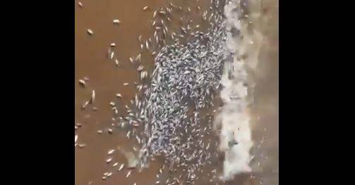 بالفيديو.. كارثة بيئية عند شاطئ السان سيمون
