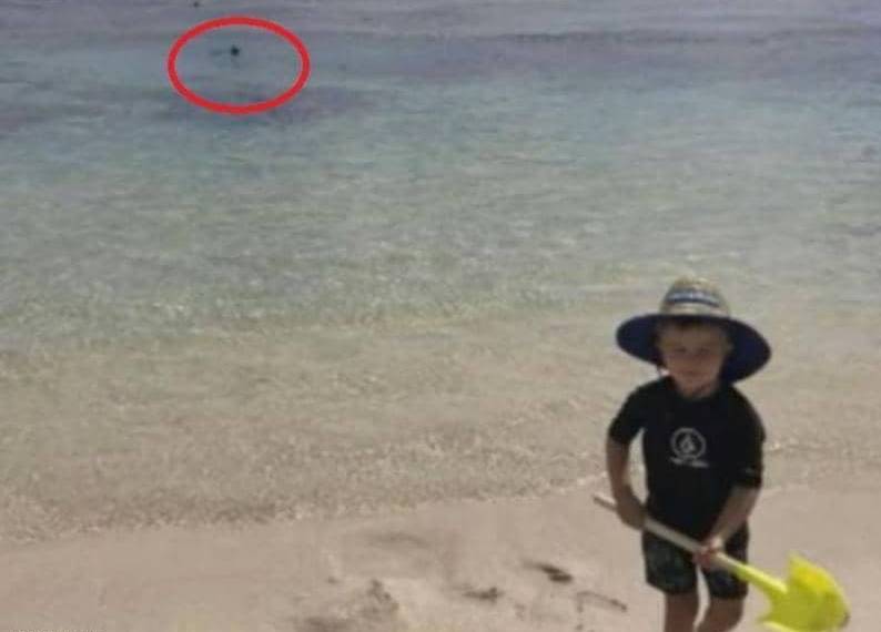 طفل يلهو على الشاطئ... ووالده يلتهمه القرش! ‏