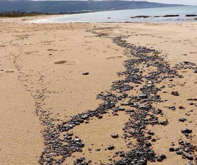 ماذا جاء في التقرير الأولي لتلوث الشواطىء بعد التسرب النفطي؟
