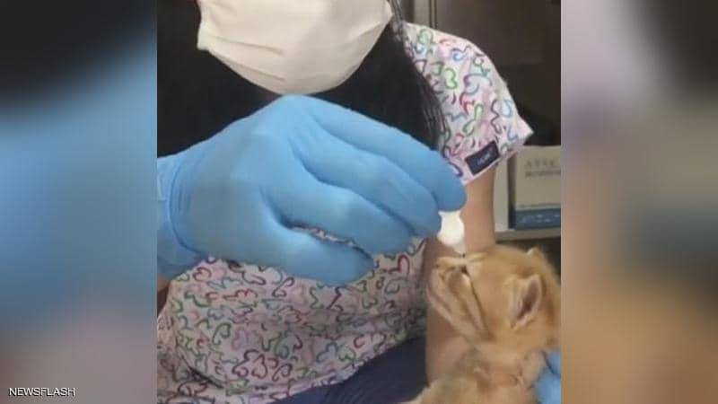 قطة تحمل صغيرها المريض إلى المستشفى!