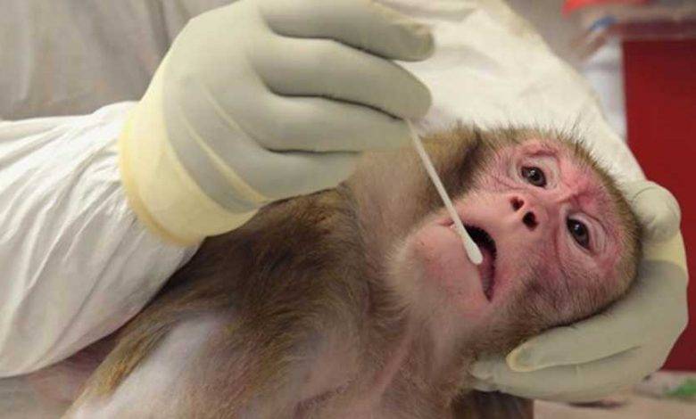 في الصين.. تسجيل أول وفاة بـ”الفيروس القردي B”!