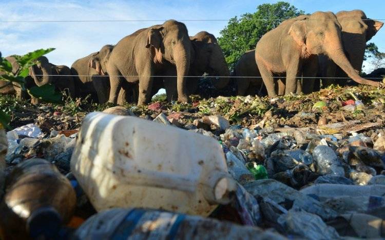 التلوث البلاستيكي يهدّد الانواع المُهاجرة في آسيا والمحيط الهادئ