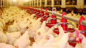نقابة الدواجن: أسعار منتجات الدجاج واكبت إنخفاض الدولار