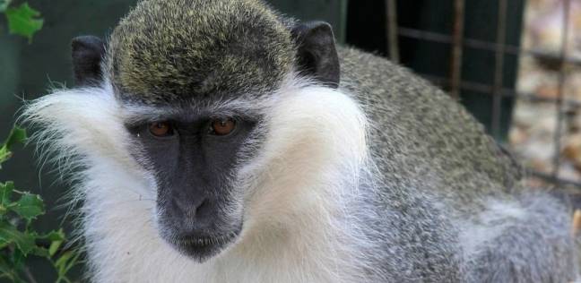خبراء يُحدّدون خطورة جدري القرود