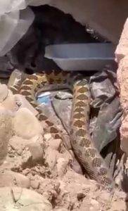 بالفيديو: تحذير لروّاد الشواطئ من أفاعي سامة بين الصخور ‏