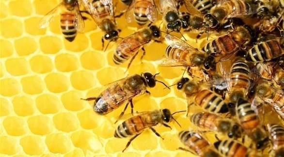 النحل مهدّد.. لم يسلم من تداعيات التغيّر المناخي