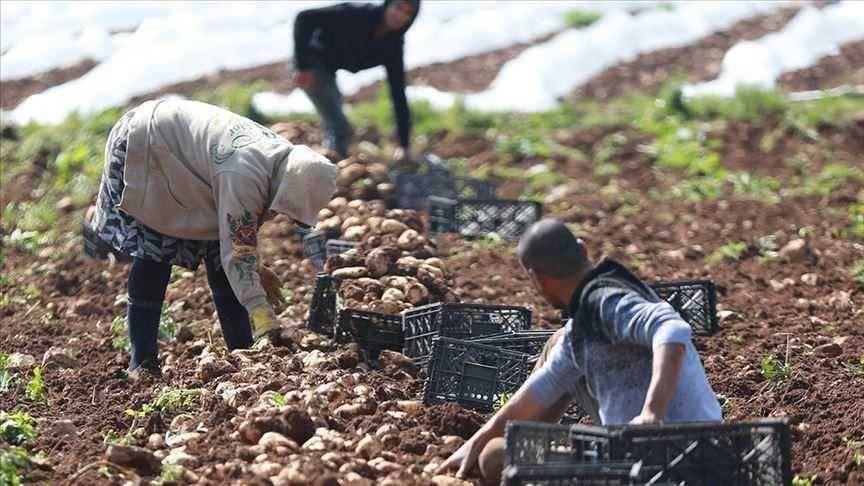 رجوع للأرض.. أسَر لبنانية تلجأ للزراعة لتنجو من الأزمات