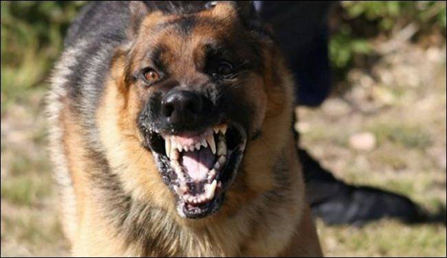 كلب مسعور يهاجم مسنين في بلدة حولا- مرجعيون ويعض 4 منهم