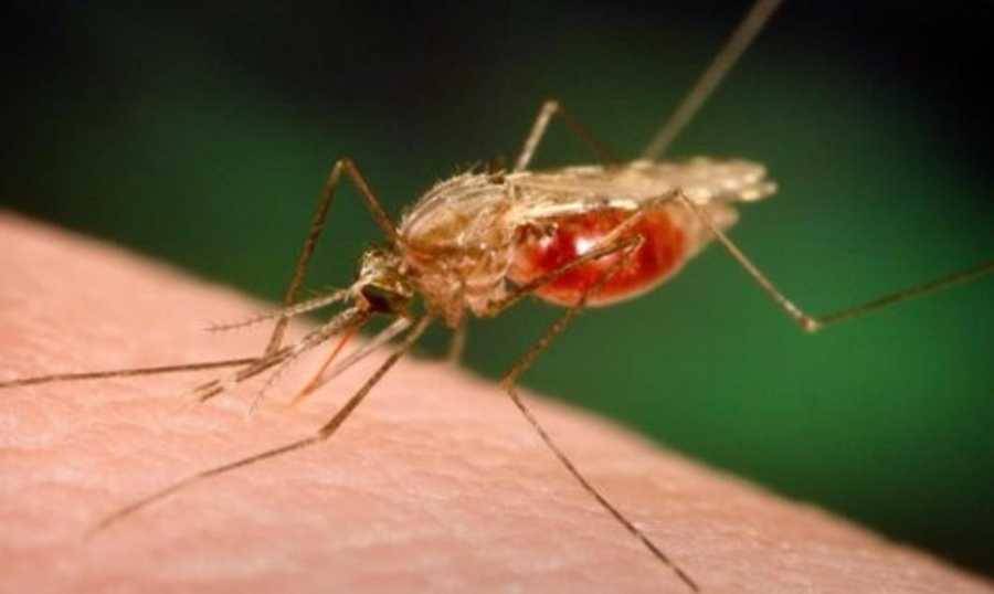 بعد 20 عاماً.. دولة تسجّل أولى الإصابات المحلية بالملاريا