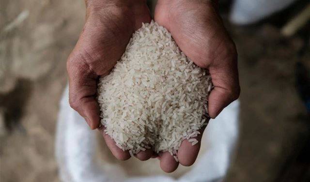 بحصلي: لا أرزّ مسرطن في لبنان