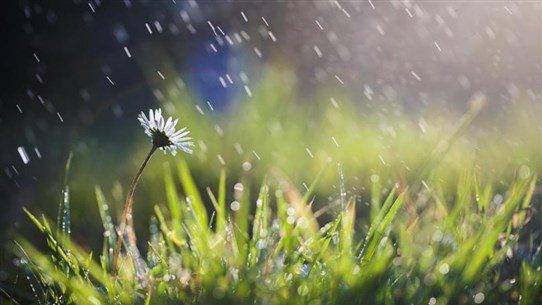 الطقس ربيعي… والاحد الأمطار 
