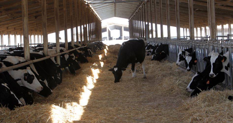 مربو الأبقار: القطاع مُهدّد بالانهيار